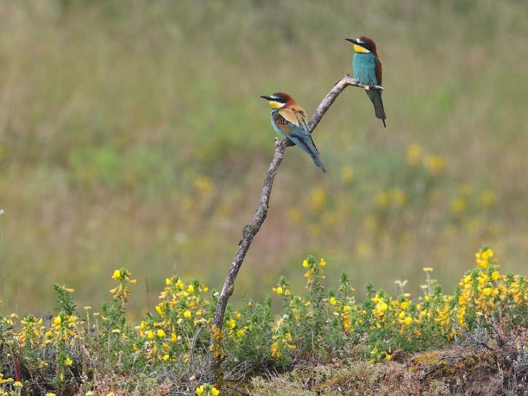 Fête de la Nature : la centrale du Bugey s’engage pour la préservation ...